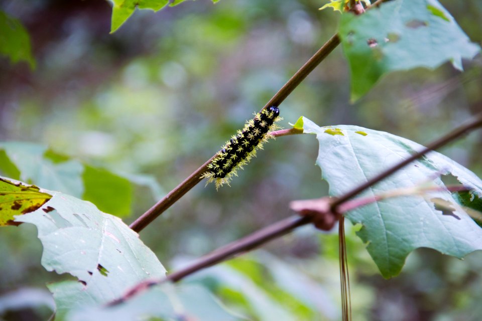 Worm, Explore, Nature