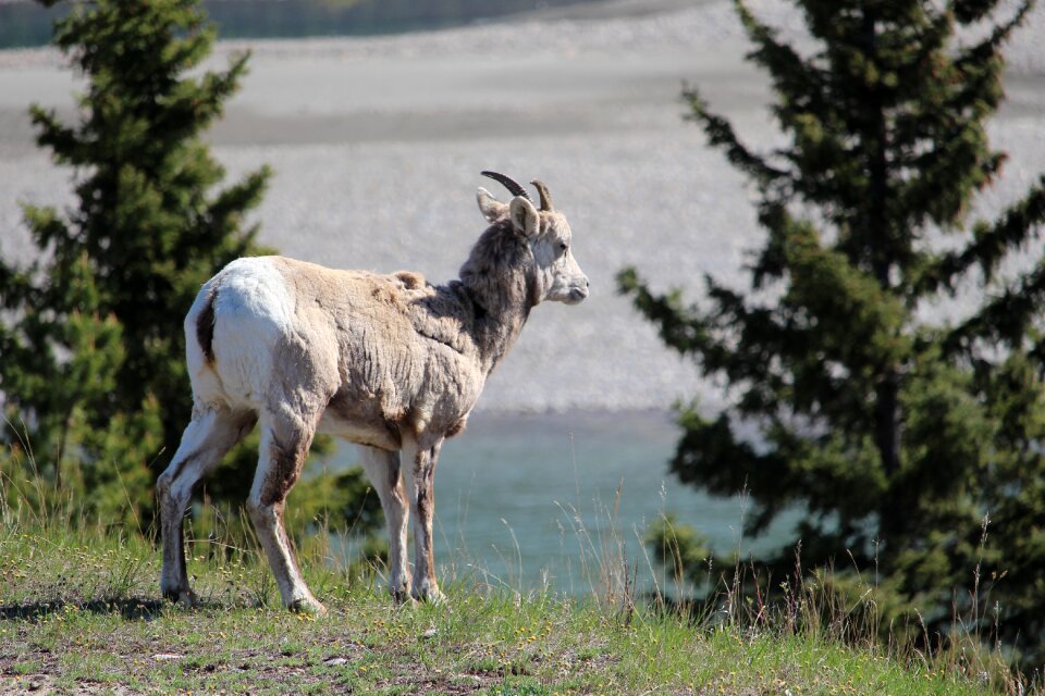 Mountain rocky animal