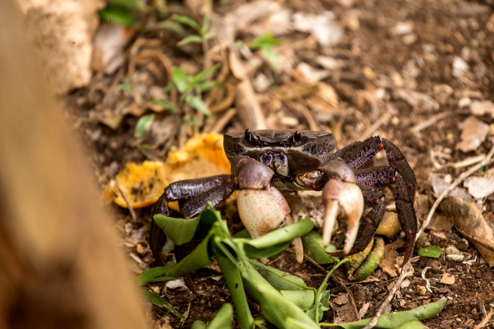 Crab, Tropical, Animal
