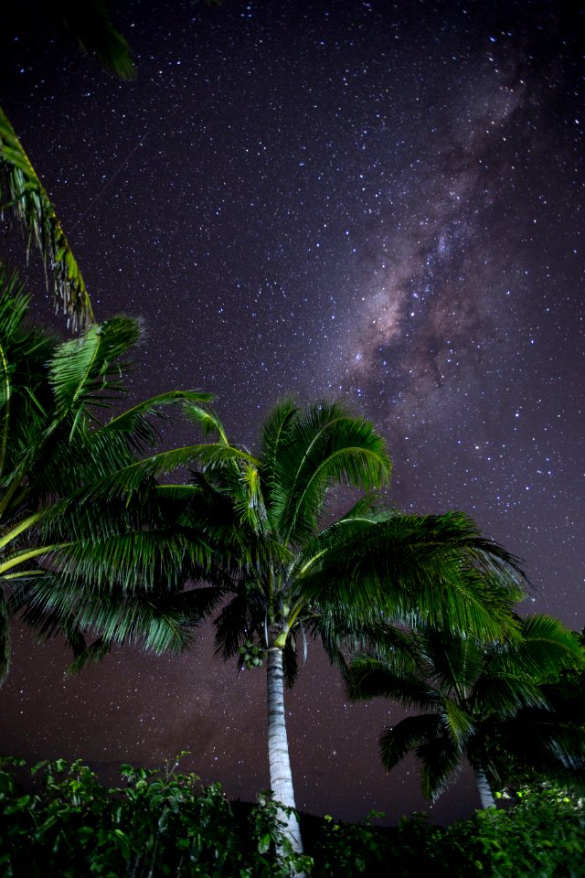 Tonga, Coconut, Palm