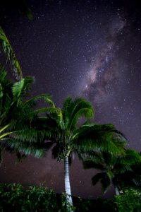 Tonga, Coconut, Palm