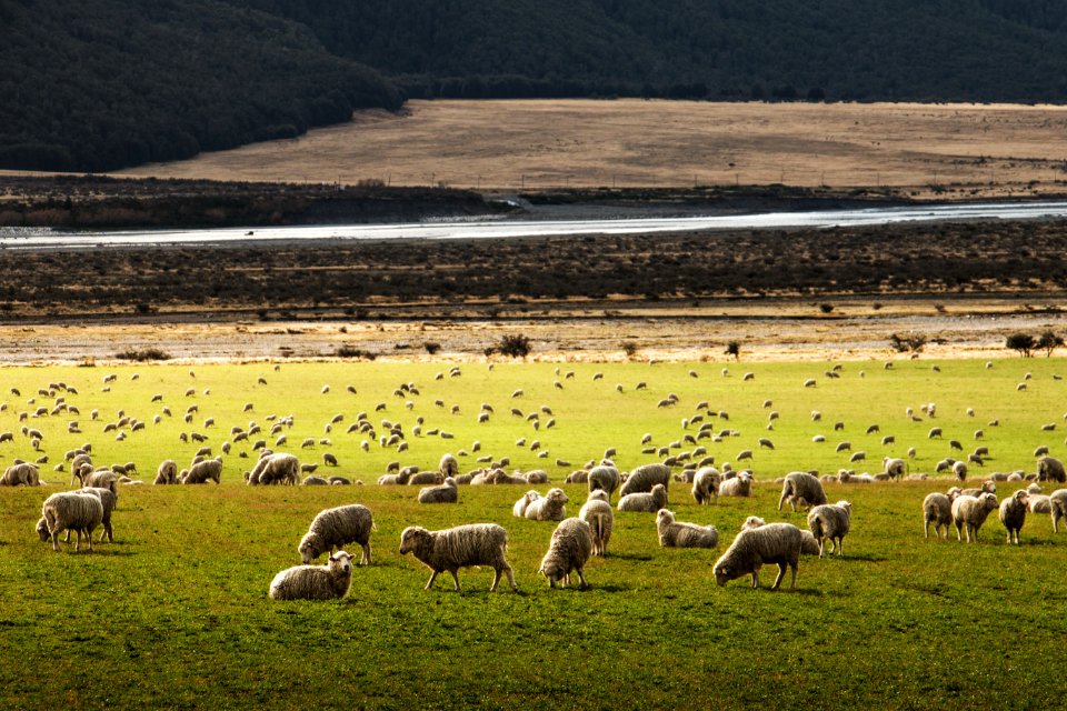 herd of sheep on grass field