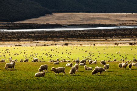 herd of sheep on grass field photo