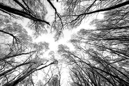 Woods, Branches, Sky