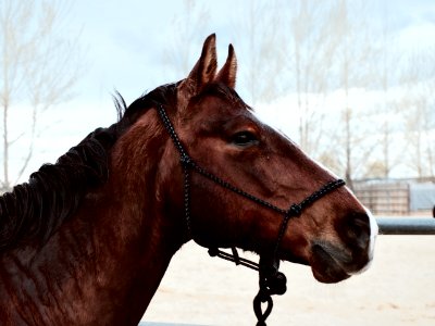 brown horse during daytime photo