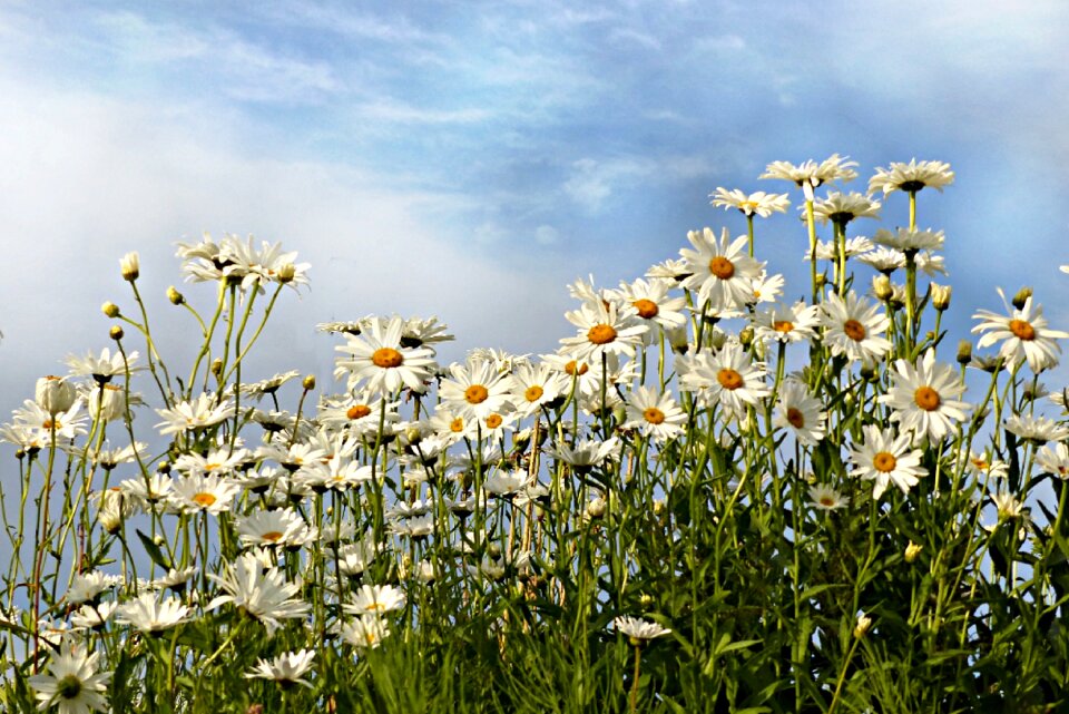 Flower white summer