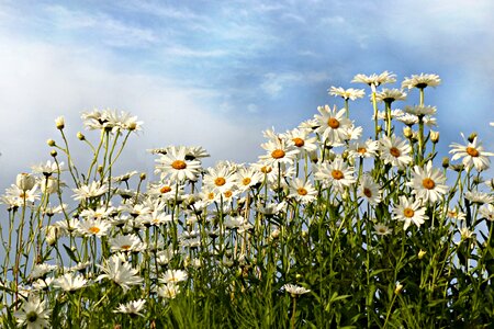 Flower white summer photo