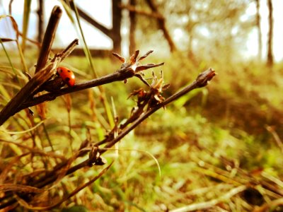 Forest, Nature, Wild