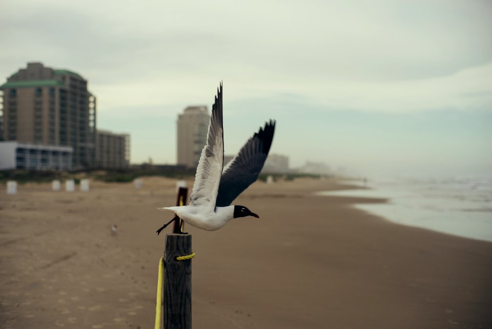 South padre isl, United states, Waves