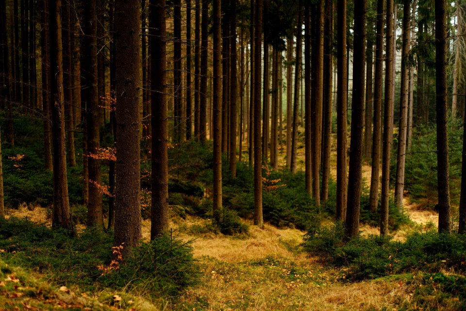 Blockheide nature park, Gmnd, Austria