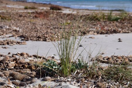 Sea sand seaweed photo