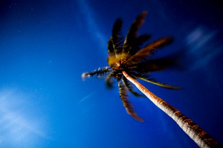 low angle photo of green palm tree
