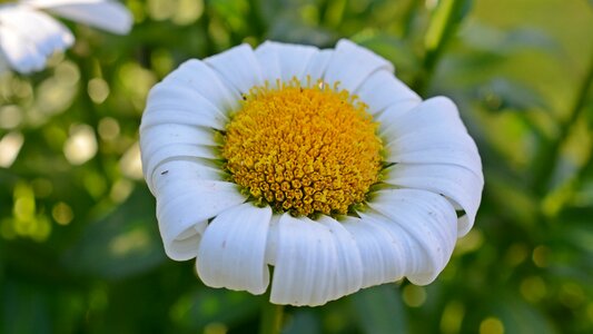 Withered flower close up
