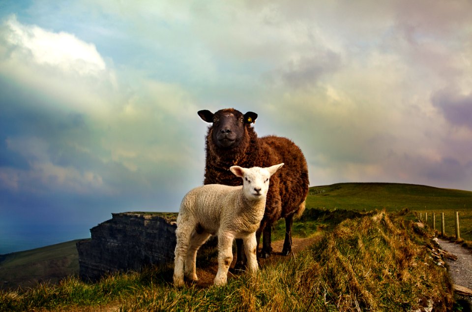young and adult sheep standing on mountain