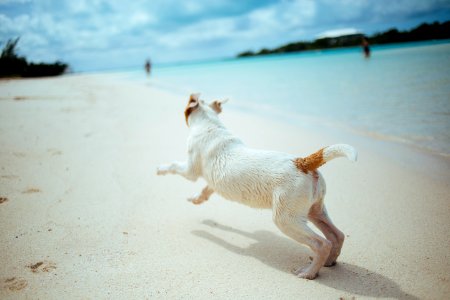 short-coated white and brown dog running in the seashore photo