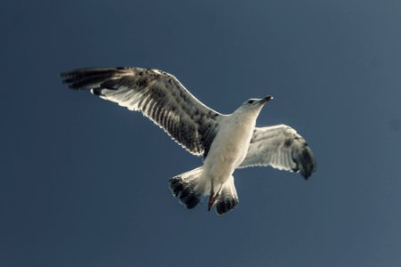 Portugal, Fly, Seagull