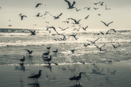 Portugal, Ocean, Seagull photo