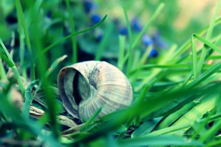 Pila, Pol, Snail shell