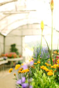 Green, Yellow, Plants