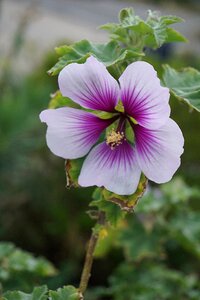 Flowering botany garden