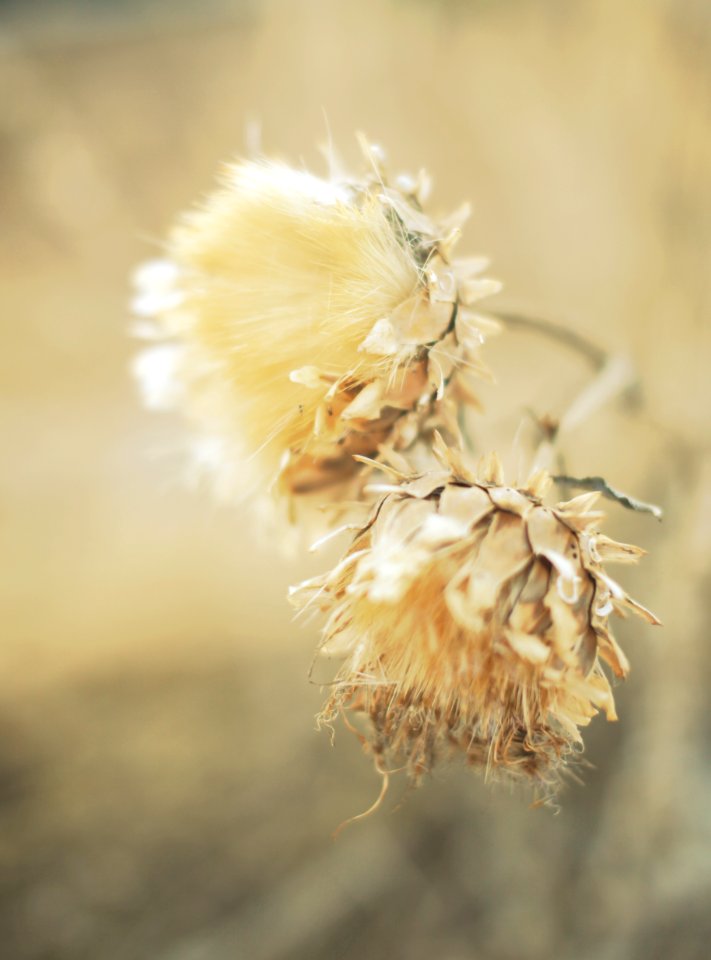 Country, Yellow, Soft