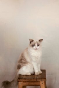 Cat, Beige, Neutral photo