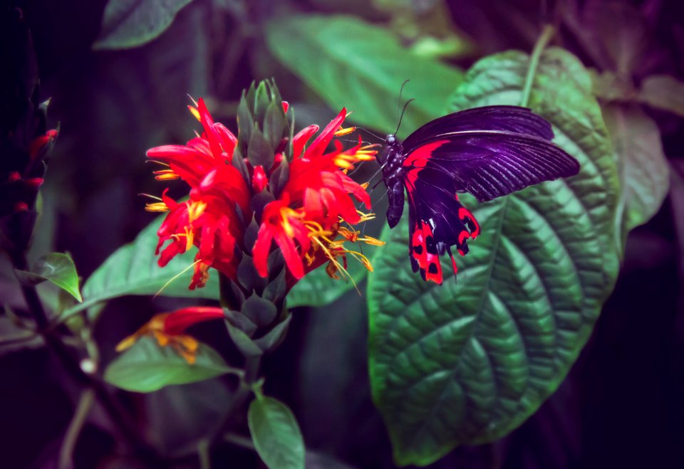 Montreal, Canada, Nature