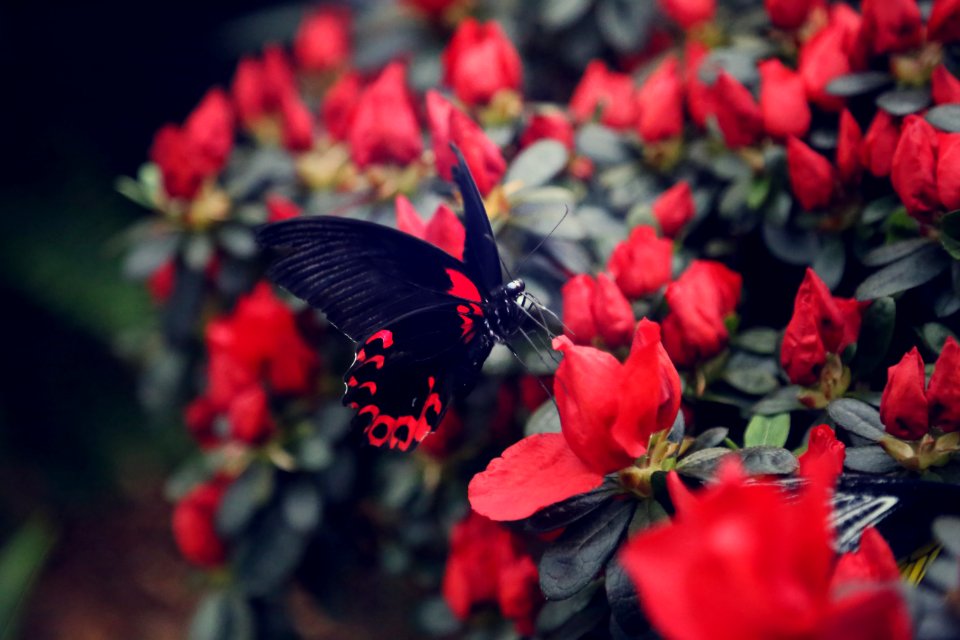 Montreal, Canada, Butterfly