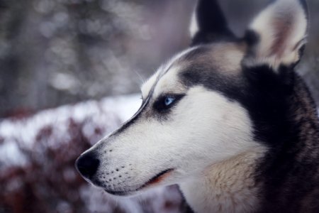 closeup photography of white and black wolf photo
