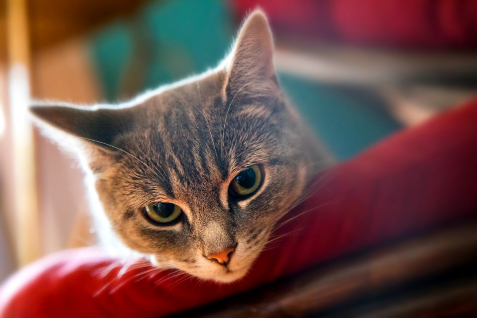 Montreal, Canada, Cat