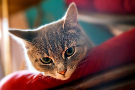 Montreal, Canada, Cat
