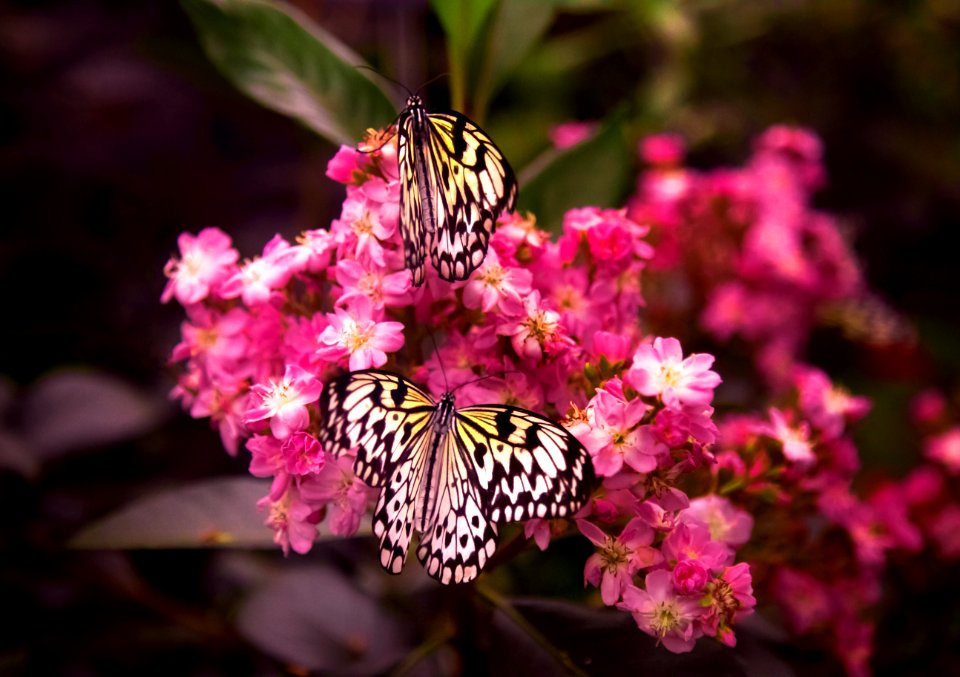 Montreal, Canada, Nature