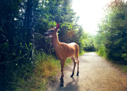 Valdor, Canada, Nature