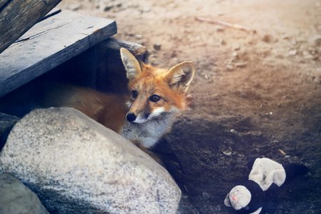 Valdor, Canada, Fox photo