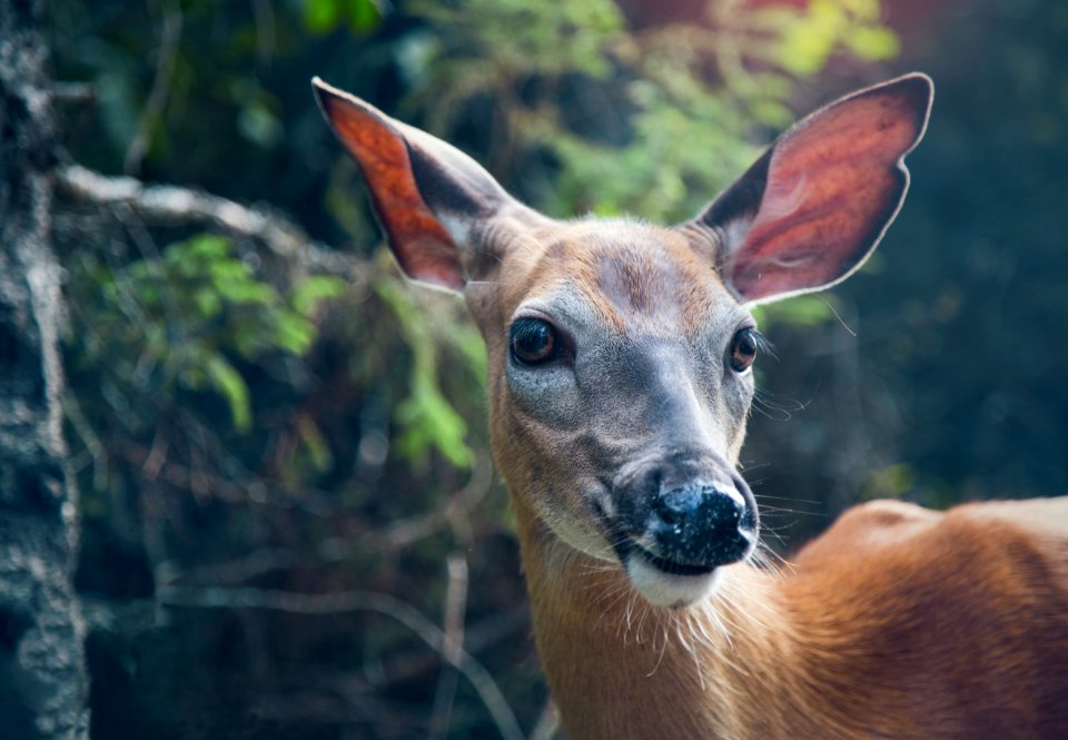 selective focus photo of deer in forest photo