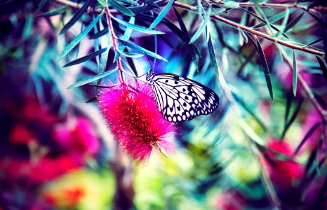 black and white paperkite butterfly perching on pink petaled flower