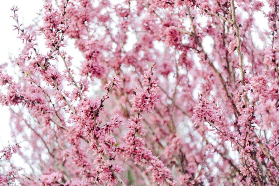 Blush, Purple, Springtime
