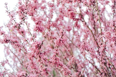 Blush, Purple, Springtime