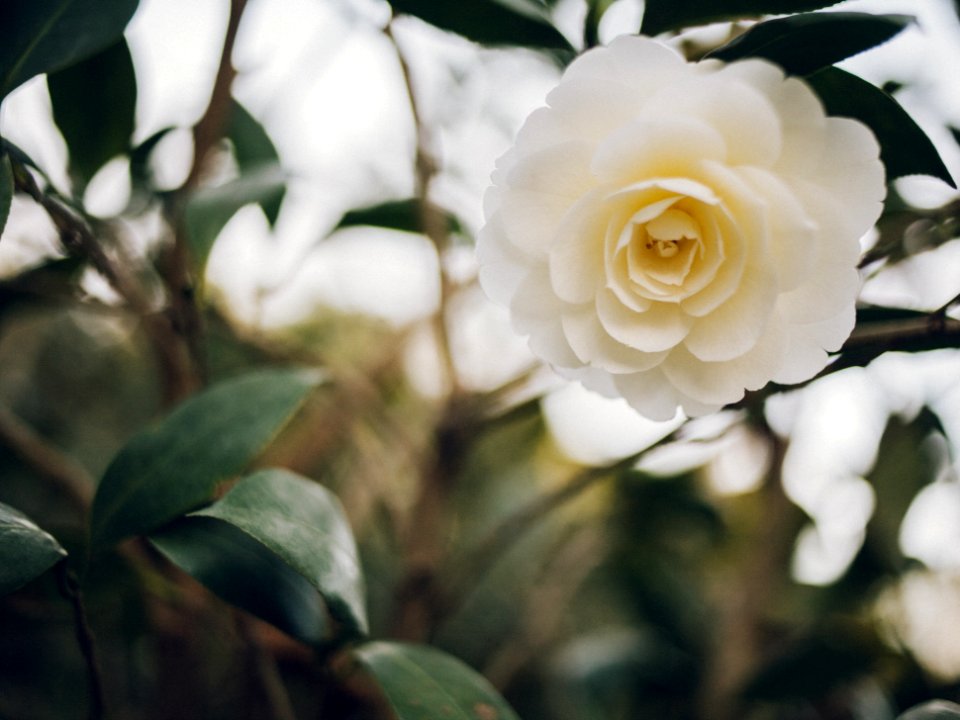 Flowers, Botanical garden, Springtime