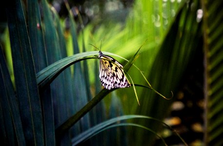 Montreal, Canada, Nature