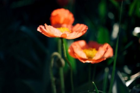 Poppies, Botanical garden, Springitme