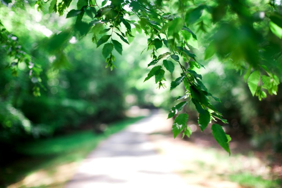 Trees, Nature, Leaves