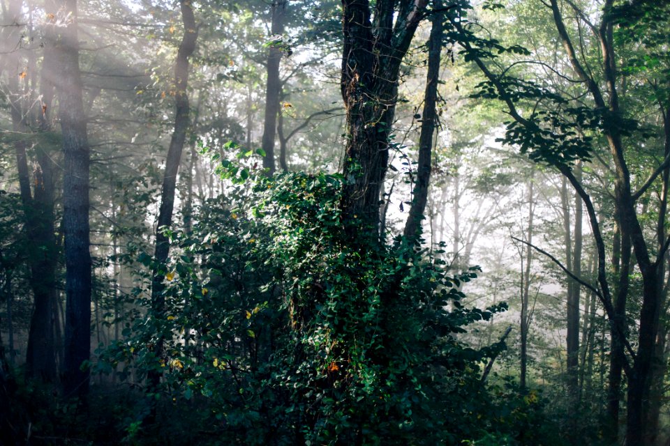Scape, Nature, Forest