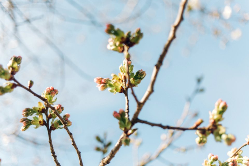 Cherry blossom tree, Flower tree, Bloom