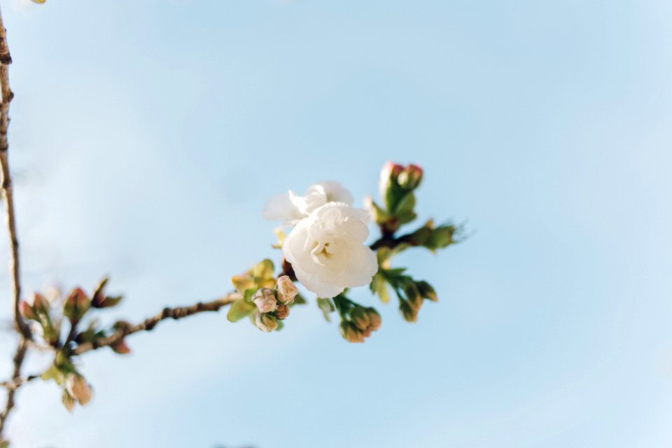 Nature, Flowers, Blossom