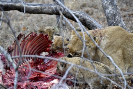 Momma lion, Cubs, Kill photo