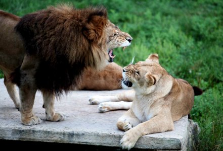 Lion, Grass, Zoo photo
