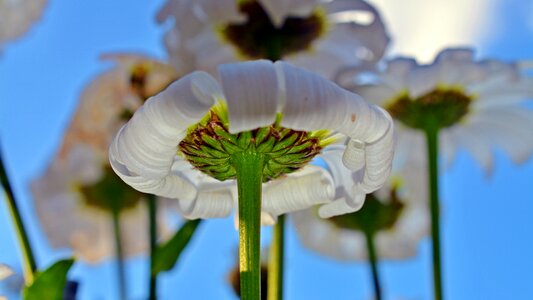 Withered flower close up