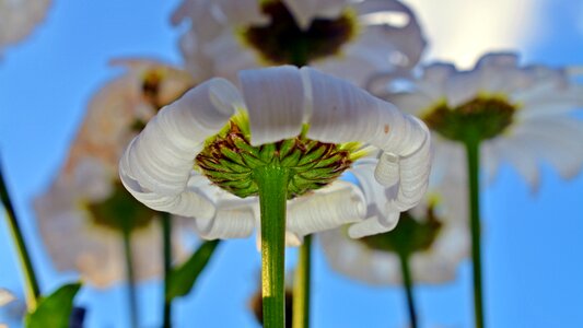 Withered flower close up photo