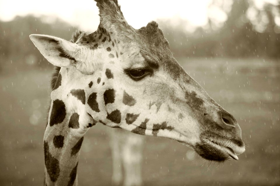 Black an white, Rain, Animal